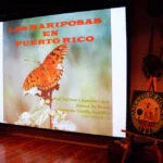 mariposas